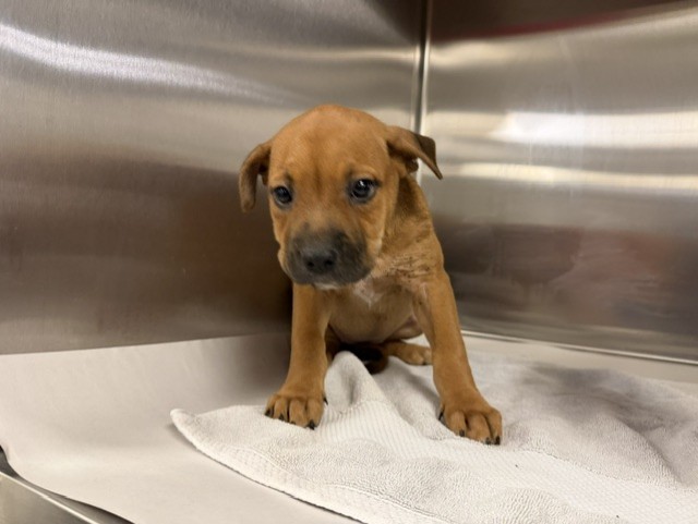 Shelter Stray Female Dog last seen Near BLOCK NW 122 AVE, 3599 NW 79th Ave, Doral, FL 33122, USA