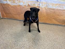 Shelter Stray Female Dog last seen Near BLOCK SW 124 PL, 3599 NW 79th Ave, Doral, FL 33122, USA