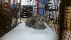 Shelter Stray Female Cat last seen Near BLOCK MANTILLA AVE, 3599 NW 79th Ave, Doral, FL 33122, USA