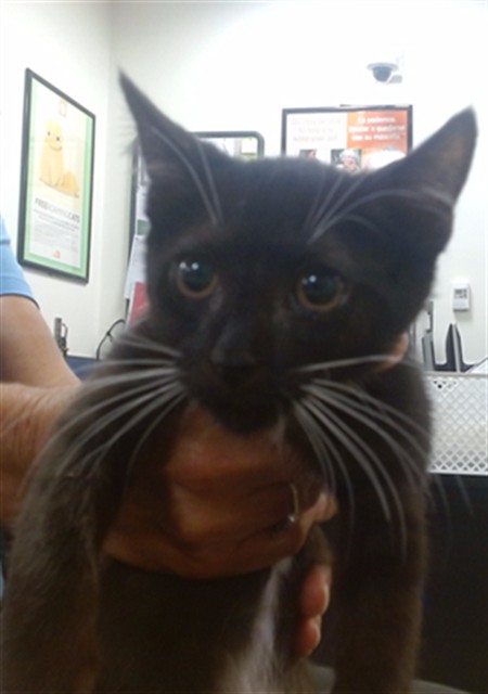 Shelter Stray Male Cat last seen Near BLOCK MANTILLA AVE, 3599 NW 79th Ave, Doral, FL 33122, USA