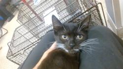 Shelter Stray Female Cat last seen Near BLOCK MANTILLA AVE, 3599 NW 79th Ave, Doral, FL 33122, USA