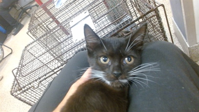 Shelter Stray Female Cat last seen Near BLOCK MANTILLA AVE, 3599 NW 79th Ave, Doral, FL 33122, USA