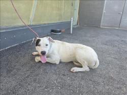 Shelter Stray Male Dog last seen , 1850 W 60th St, Los Angeles, CA 90047, USA