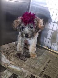 Shelter Stray Female Dog last seen , 1850 W 60th St, Los Angeles, CA 90047, USA