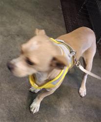 Shelter Stray Unknown Dog last seen , 1850 W 60th St, Los Angeles, CA 90047, USA