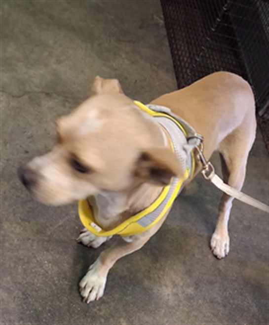 Shelter Stray Unknown Dog last seen , 1850 W 60th St, Los Angeles, CA 90047, USA