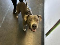 Shelter Stray Female Dog last seen , 1850 W 60th St, Los Angeles, CA 90047, USA