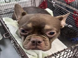 Shelter Stray Female Dog last seen , 1850 W 60th St, Los Angeles, CA 90047, USA