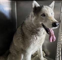 Shelter Stray Male Dog last seen , 1850 W 60th St, Los Angeles, CA 90047, USA