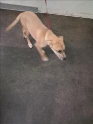 Shelter Stray Unknown Dog last seen , 1850 W 60th St, Los Angeles, CA 90047, USA