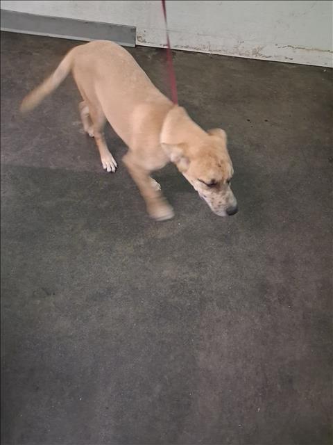 Shelter Stray Unknown Dog last seen , 1850 W 60th St, Los Angeles, CA 90047, USA