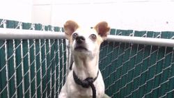 Shelter Stray Female Dog last seen , 11258 Garfield Ave, Downey, CA 90242, USA