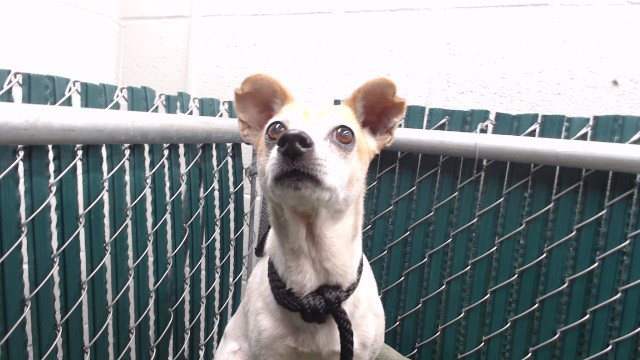 Shelter Stray Female Dog last seen , 11258 Garfield Ave, Downey, CA 90242, USA