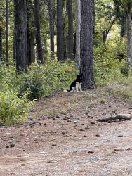 Found/Stray Male Dog last seen Near beaver creek rd on tge right as soon as you enter fishing access, New Hill, NC 27562