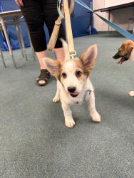 Found/Stray Male Dog last seen 27th East and J-4, Lancaster, CA 93535