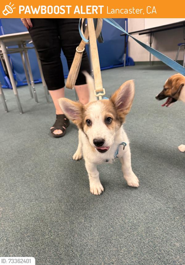 Found/Stray Male Dog last seen 27th East and J-4, Lancaster, CA 93535