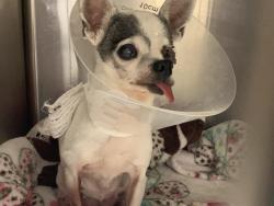 Shelter Stray Female Dog last seen BROADWAY & 65TH ST, 2127 Front St, Sacramento, CA 95818, USA