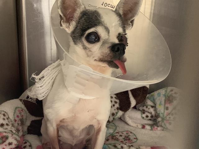 Shelter Stray Female Dog last seen BROADWAY & 65TH ST, 2127 Front St, Sacramento, CA 95818, USA