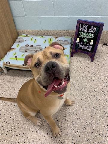 Shelter Stray Male Dog last seen Near BLK BIRCH ST, 12155 Park Blvd, Brighton, CO 80601, USA