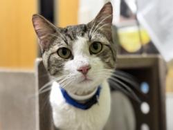 Shelter Stray Male Cat last seen Near BLOCK E BYRD DR, PUEBLO CO 81007, 4600 Eagleridge Pl, Pueblo, CO 81008, USA