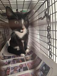 Shelter Stray Unknown Cat last seen Near BLOCK SW 2 ST, DEERFIELD BEACH FL 33441, 2400 SW 42nd St, Fort Lauderdale, FL 33312, USA