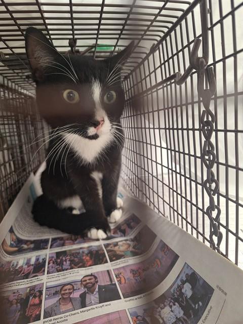 Shelter Stray Unknown Cat last seen Near BLOCK SW 2 ST, DEERFIELD BEACH FL 33441, 2400 SW 42nd St, Fort Lauderdale, FL 33312, USA