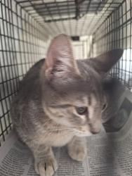 Shelter Stray Unknown Cat last seen Near BLOCK SW 2 ST, DEERFIELD BEACH FL 33441, 2400 SW 42nd St, Fort Lauderdale, FL 33312, USA