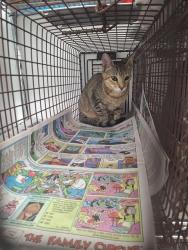 Shelter Stray Unknown Cat last seen Near BLOCK SW 2 ST, DEERFIELD BEACH FL 33441, 2400 SW 42nd St, Fort Lauderdale, FL 33312, USA