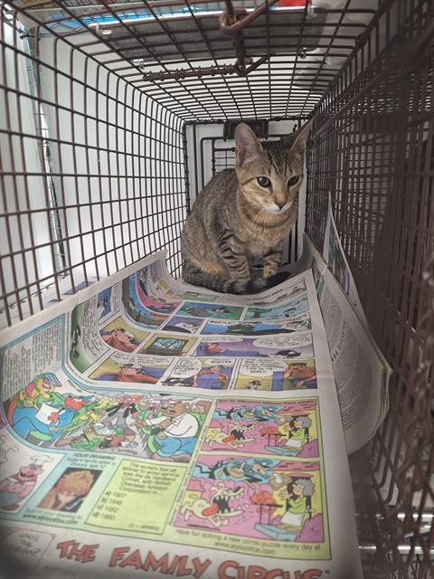 Shelter Stray Unknown Cat last seen Near BLOCK SW 2 ST, DEERFIELD BEACH FL 33441, 2400 SW 42nd St, Fort Lauderdale, FL 33312, USA