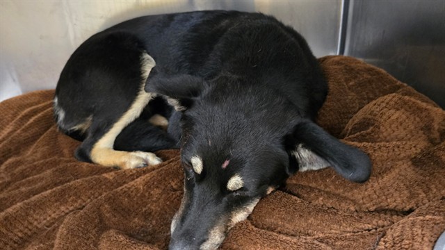 Shelter Stray Female Dog last seen Near BLOCK MONTGOMERY ST, RIVERSIDE, CA, 6851 Van Buren Boulevard, Jurupa Valley, CA 92509, USA
