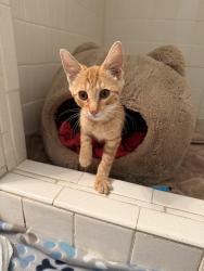 Reunited Male Cat last seen Hahiah trail near Wilson field, Medford, NJ 08055