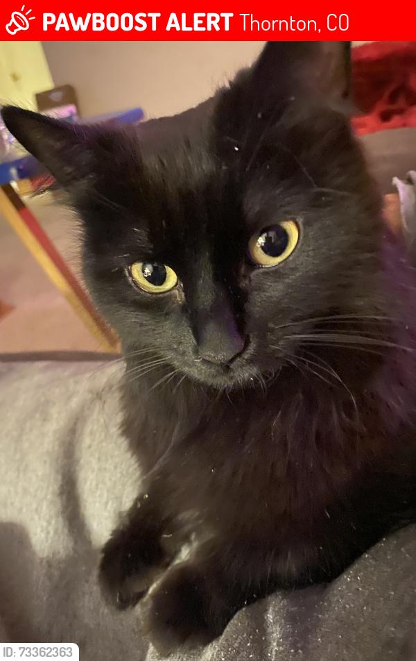 Lost Female Cat last seen E 128th Ave & York St, Thornton, CO 80241