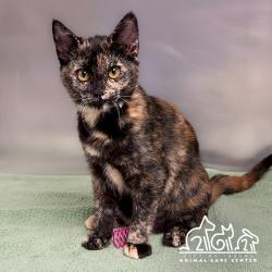 Shelter Stray Female Cat last seen QUAIL HILL PKWY/QUAIL RIDGE,92603, 6443 Oak Canyon, Irvine, CA 92618, USA