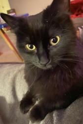 Lost Female Cat last seen E 128th Ave & York St, Thornton, CO 80241