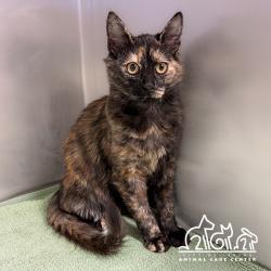 Shelter Stray Female Cat last seen QUAIL HILL PKWY/QUAIL RIDGE,92603, 6443 Oak Canyon, Irvine, CA 92618, USA