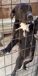 Shelter Stray Female Dog last seen Near BLOCK ASHBURY, 227 N D St, Perris, CA 92570, USA