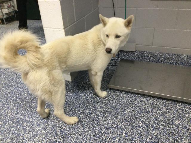 Shelter Stray Male Dog last seen Near BLOCK CORTE PRESIDENTE, INDIO, CA, 72050 Pet Land Pl, Thousand Palms, CA 92276, USA