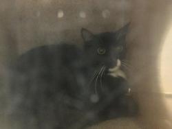 Shelter Stray Male Cat last seen Near BLOCK PET LAND PL THOUSAND PALMS CA 92276, 72050 Pet Land Pl, Thousand Palms, CA 92276, USA