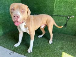 Shelter Stray Male Dog last seen , 5210 W Ave I, Lancaster, CA 93536, USA