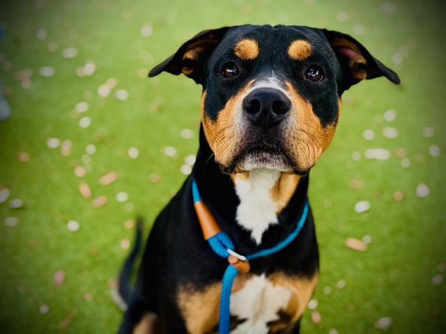 Shelter Stray Male Dog last seen , 2769 Conroy Rd, Orlando, FL 32839, USA