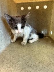 Shelter Stray Unknown Cat last seen , 5210 W Ave I, Lancaster, CA 93536, USA