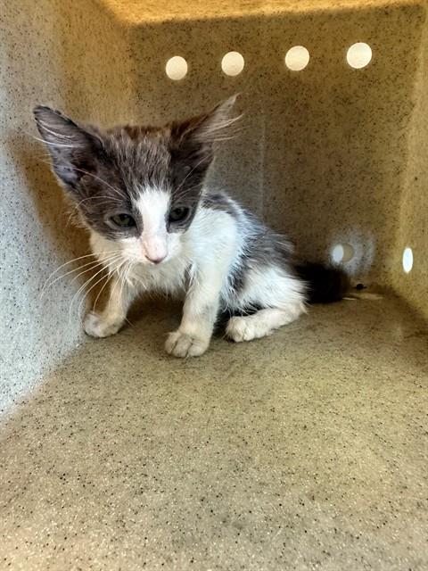 Shelter Stray Unknown Cat last seen , 5210 W Ave I, Lancaster, CA 93536, USA