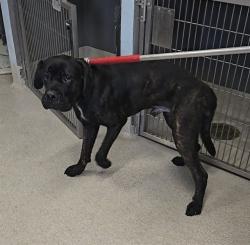Shelter Stray Male Dog last seen Near BLOCK IDLEWILD DR, TALLAHASSEE FL 32311, 1125 Easterwood Dr, Tallahassee, FL 32311, USA