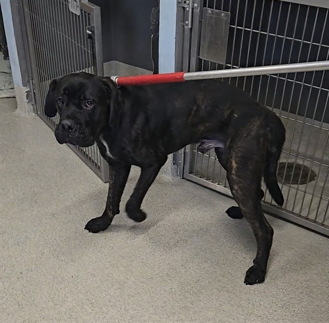 Shelter Stray Male Dog last seen Near BLOCK IDLEWILD DR, TALLAHASSEE FL 32311, 1125 Easterwood Dr, Tallahassee, FL 32311, USA