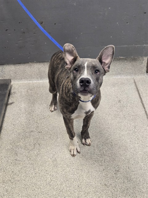Shelter Stray Male Dog last seen Near BLOCK SUMMER MEADOW DR, TALLAHASSEE FL 32303, 1125 Easterwood Dr, Tallahassee, FL 32311, USA