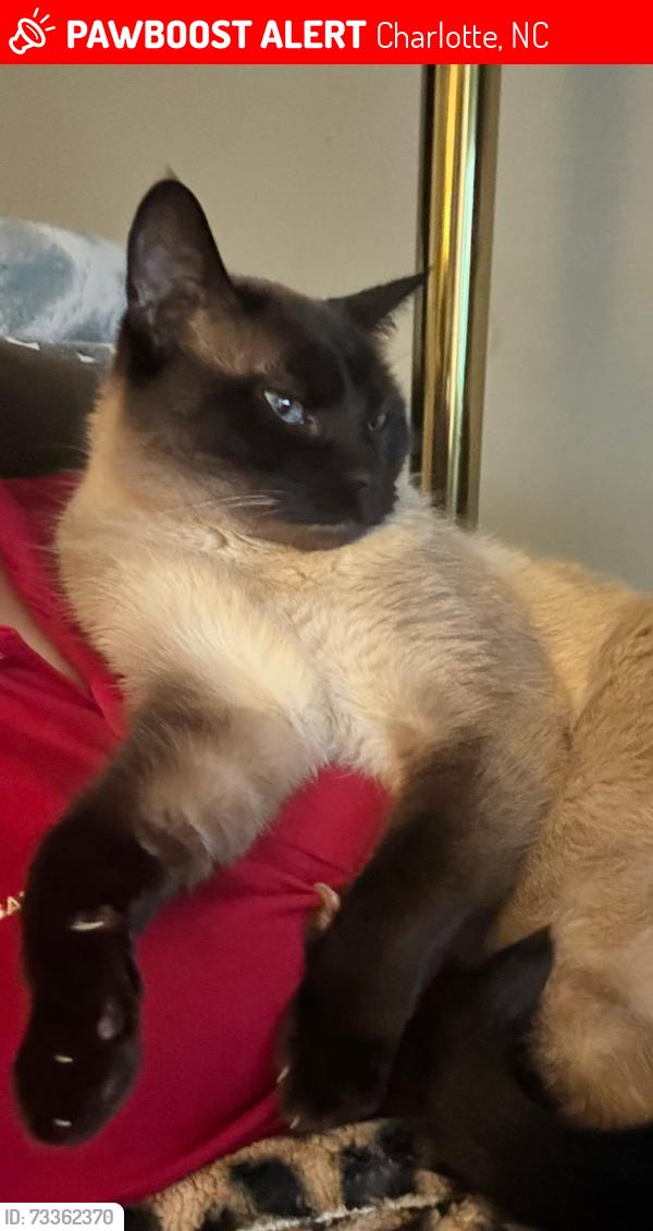Lost Male Cat last seen Village Lake Drive and Pebblestone Drive, Charlotte, NC 28212