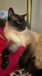 Lost Male Cat last seen Village Lake Drive and Pebblestone Drive, Charlotte, NC 28212