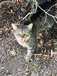 Found/Stray Unknown Cat last seen Spark apmts, Oxon Hill, MD 20745