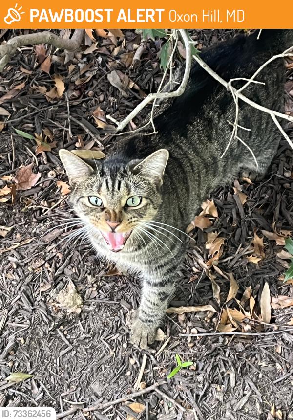 Found/Stray Unknown Cat last seen Spark apmts, Oxon Hill, MD 20745