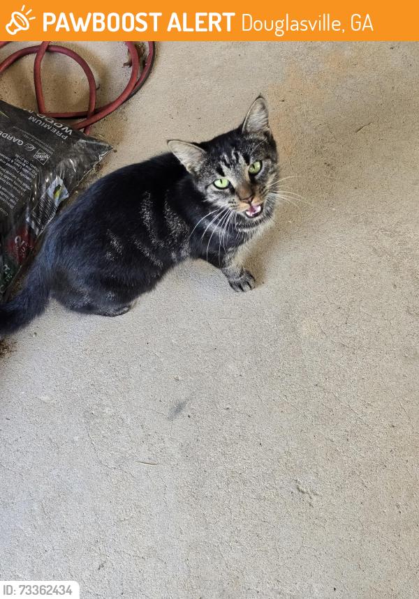 Found/Stray Female Cat last seen Split Rock Ln and Riley Rd, Douglasville, GA 30134